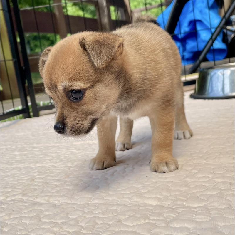 販売中の大分県のミックス犬-404841の11枚目