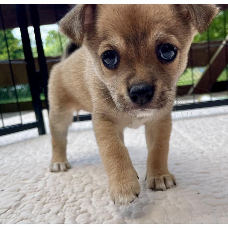 販売中の大分県のミックス犬-404841の9枚目