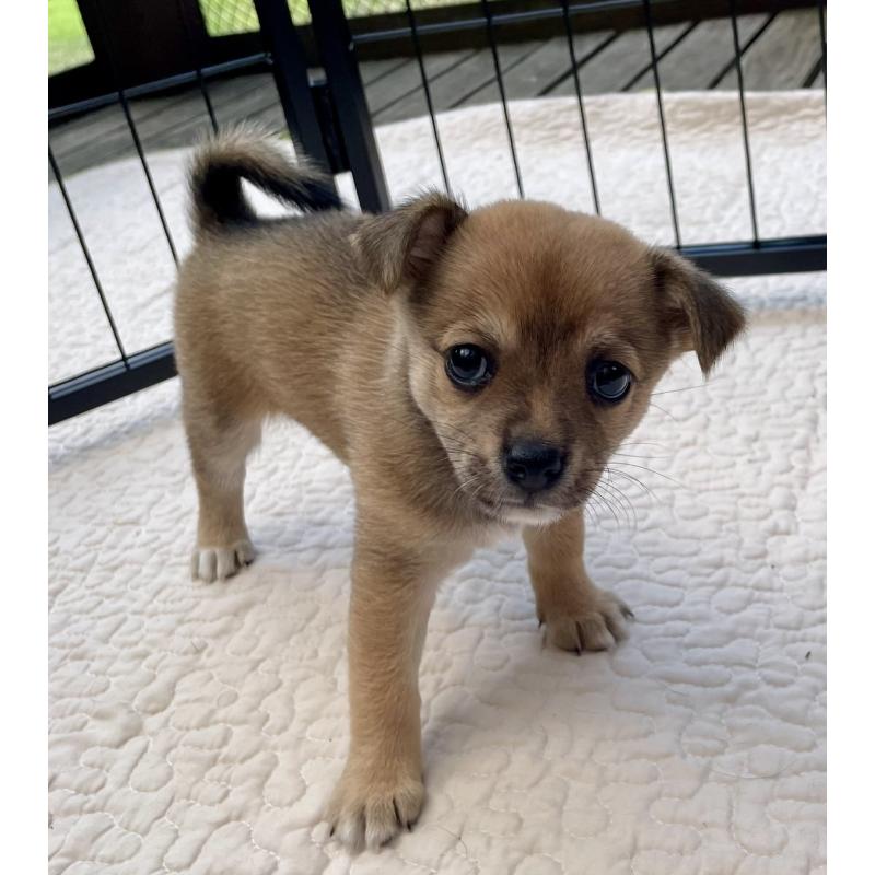 販売中の大分県のミックス犬-404841