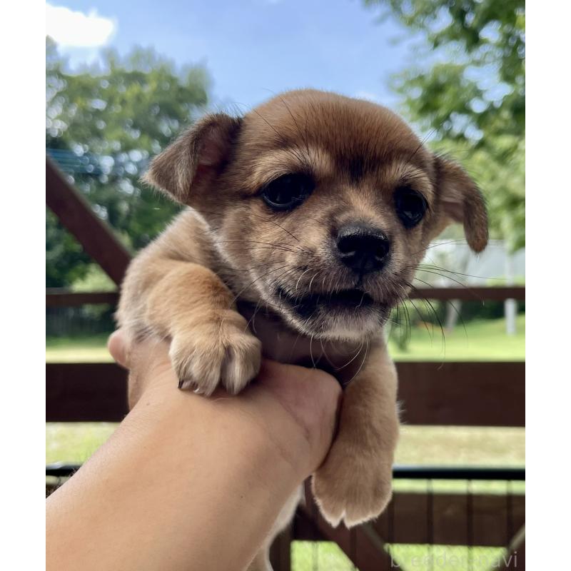 販売中の大分県のミックス犬-404841の7枚目