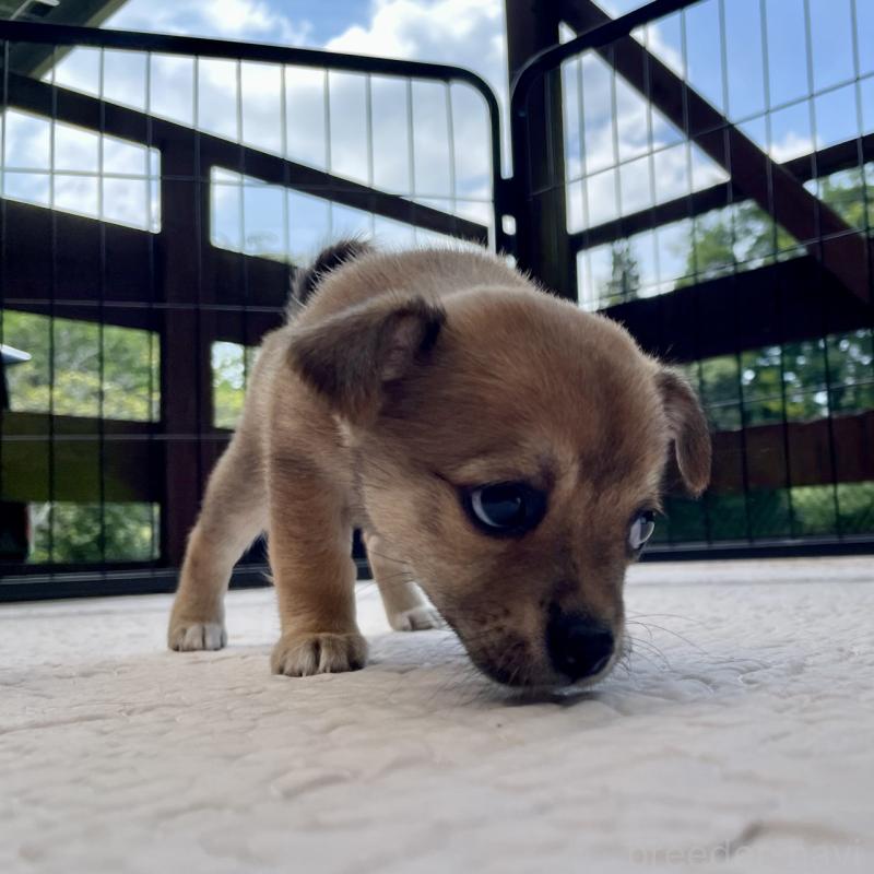販売中の大分県のミックス犬-404841の6枚目