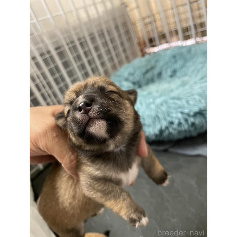 販売中の大分県のミックス犬-404841の5枚目