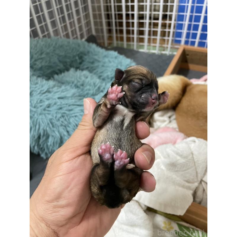販売中の大分県のミックス犬-404841の4枚目