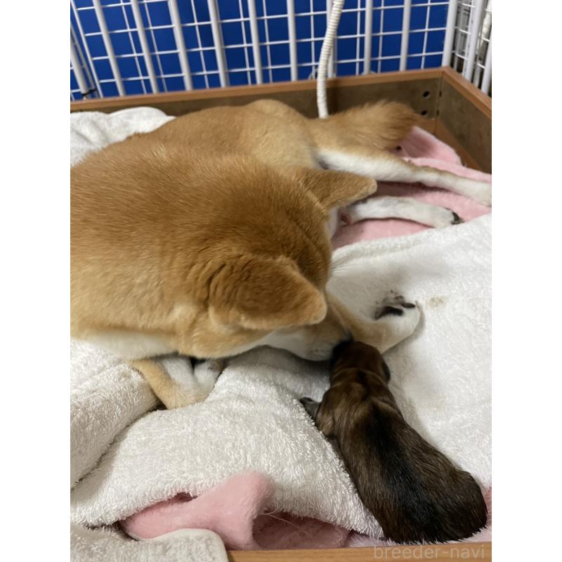 販売中の大分県のミックス犬-404841の2枚目
