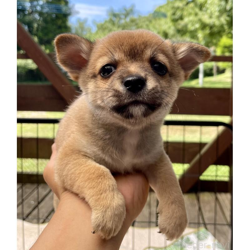 販売中の大分県のミックス犬-404842