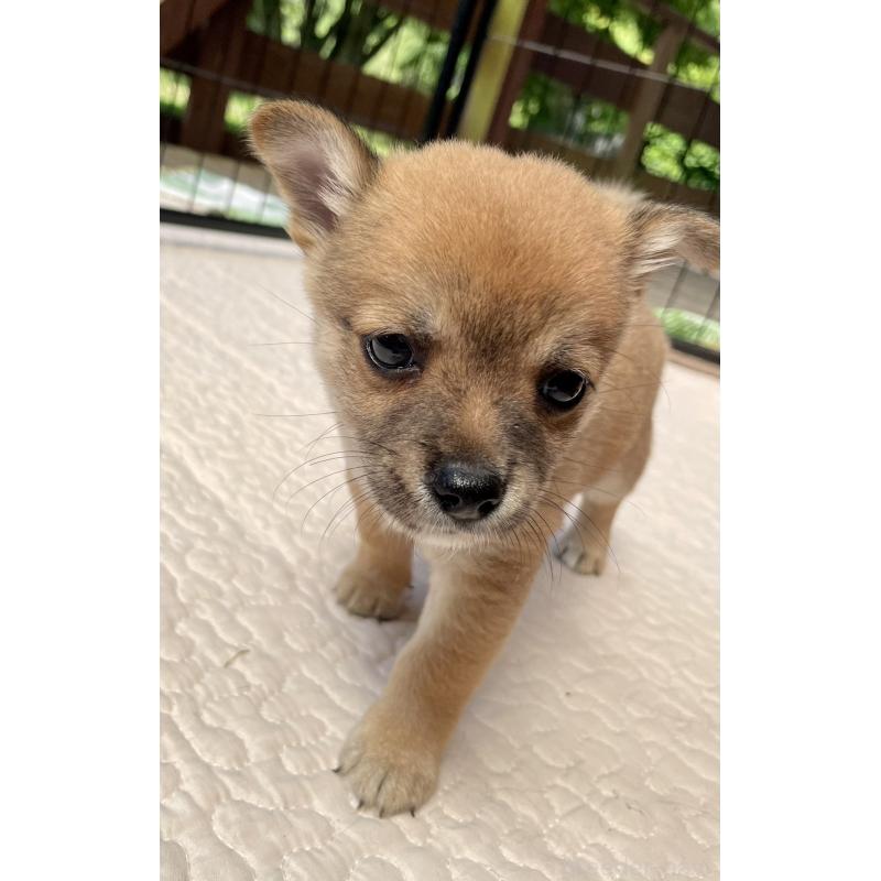 販売中の大分県のミックス犬-404842の6枚目