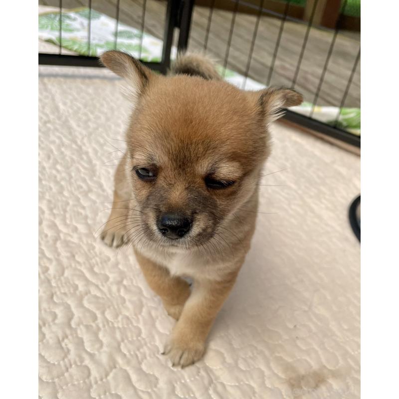 販売中の大分県のミックス犬-404842の4枚目