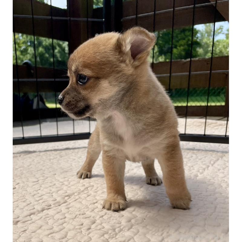 販売中の大分県のミックス犬-404842の5枚目