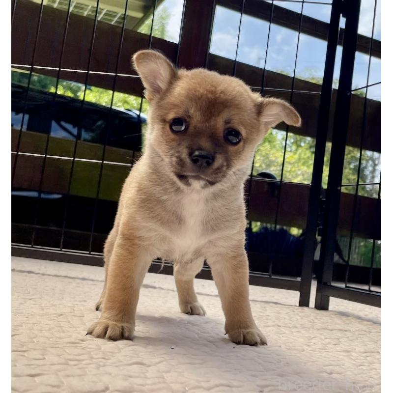 販売中の大分県のミックス犬-404842の3枚目
