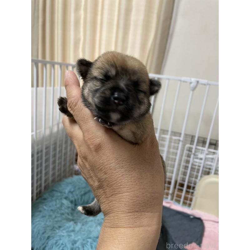 販売中の大分県のミックス犬-404842の2枚目
