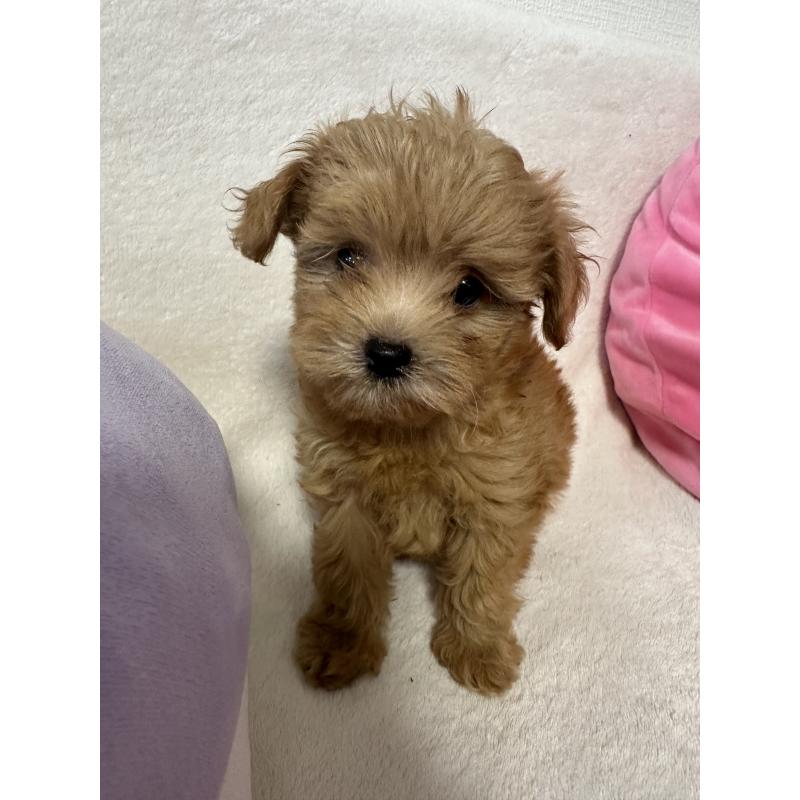 成約済の福岡県のチワプー:チワワ×トイプードル-401291の2枚目