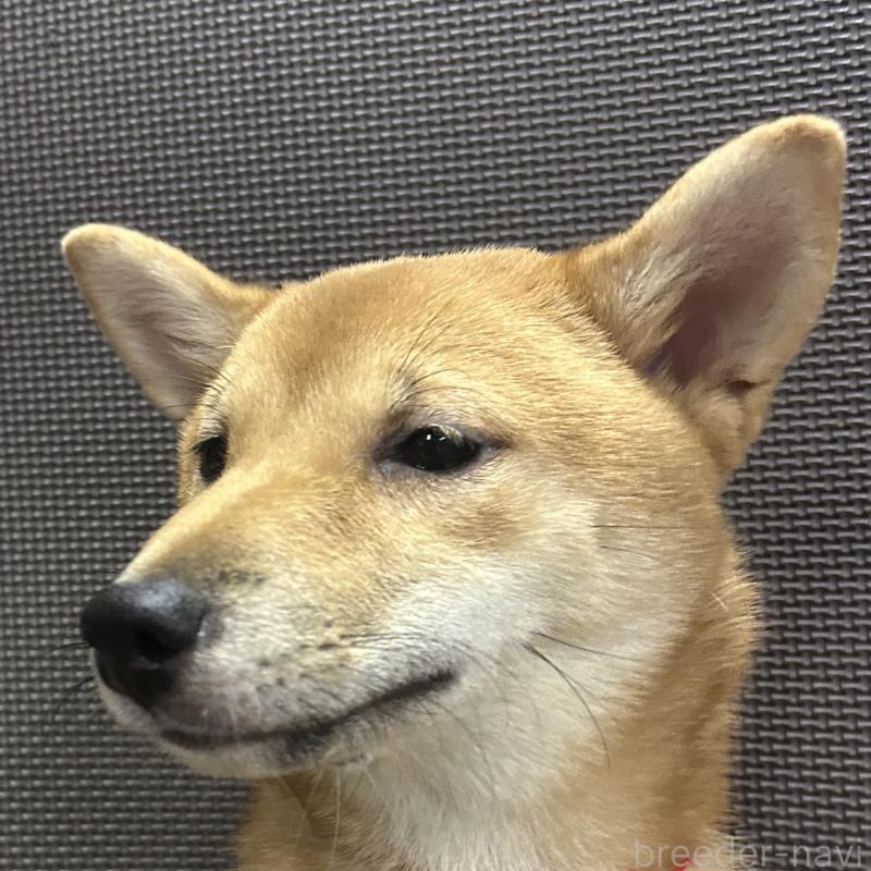 成約済の福岡県の豆柴-372008の8枚目