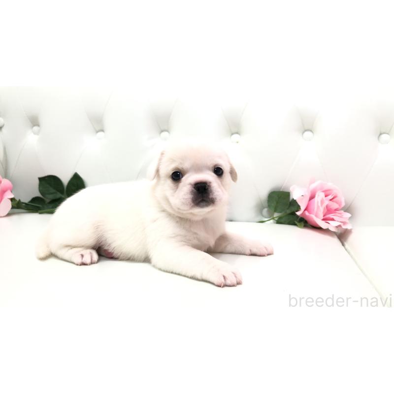 販売中の埼玉県のミックス犬-402095