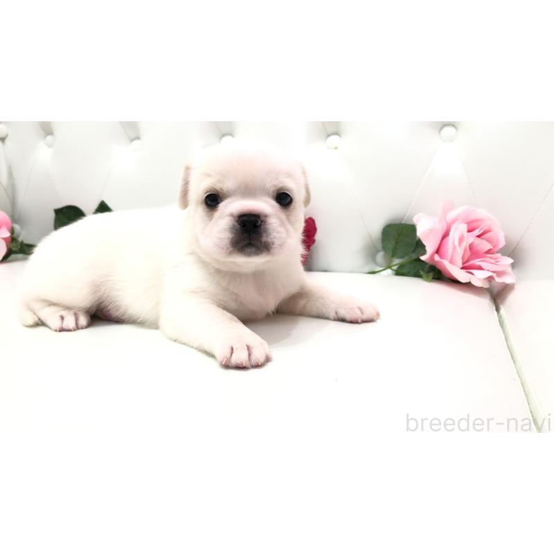 成約済の埼玉県のミックス犬-402095の21枚目