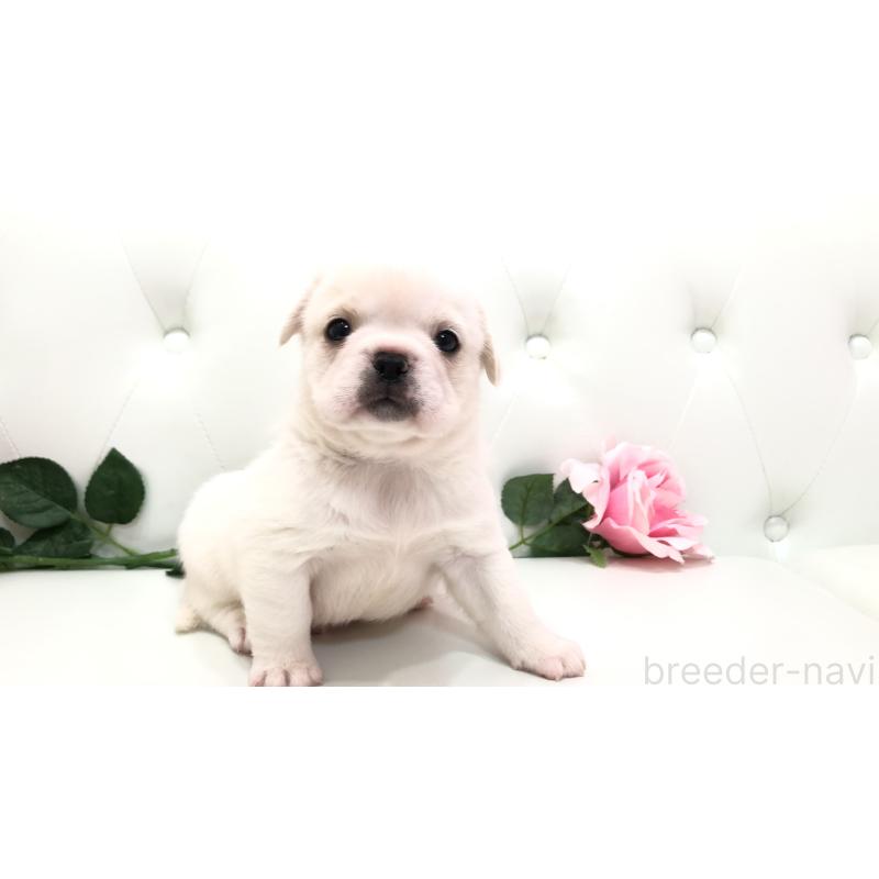 成約済の埼玉県のミックス犬-402095の20枚目