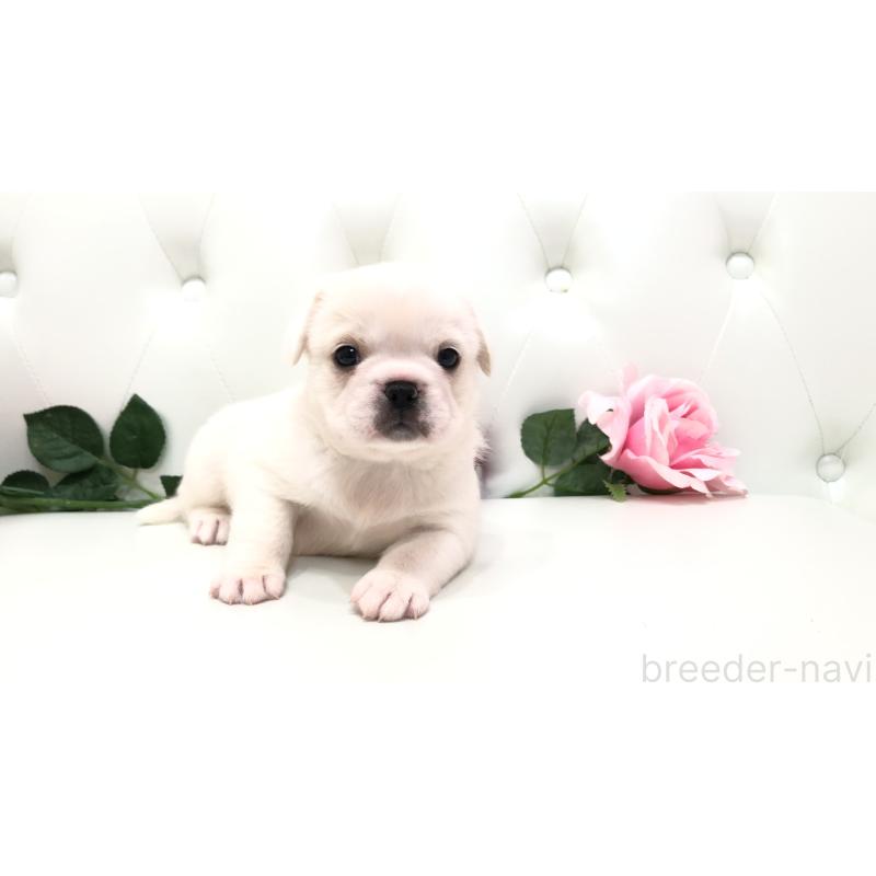 成約済の埼玉県のミックス犬-402095の19枚目