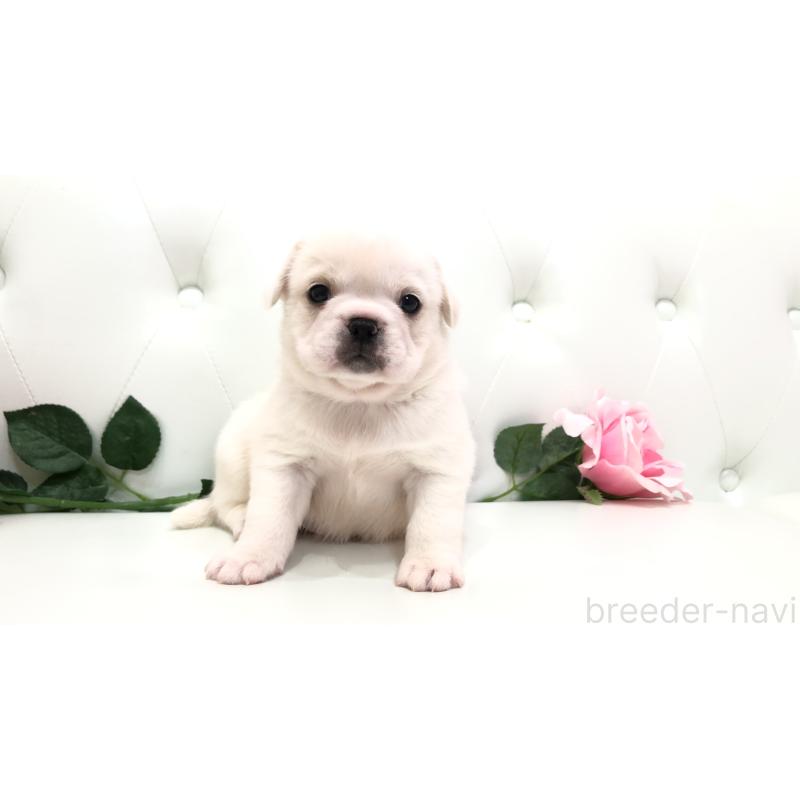 成約済の埼玉県のミックス犬-402095の17枚目