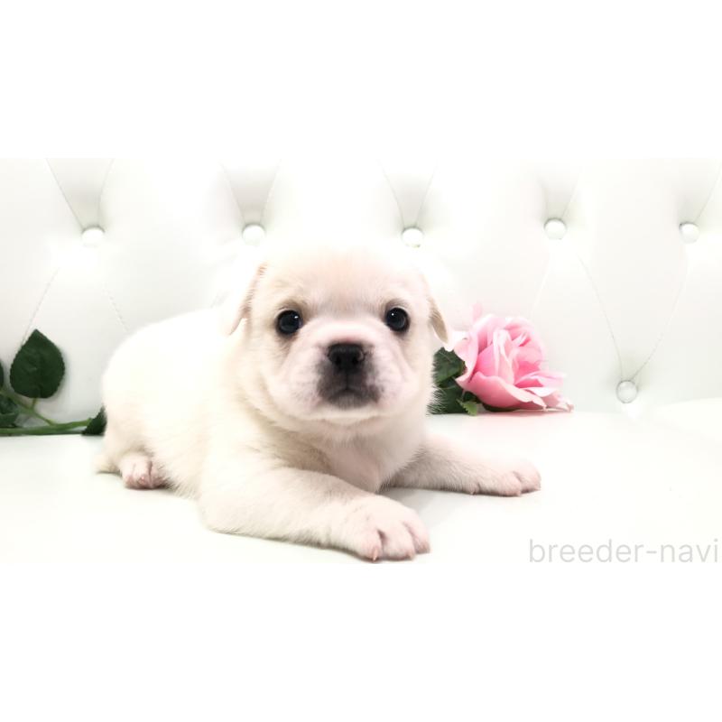 成約済の埼玉県のミックス犬-402095の16枚目