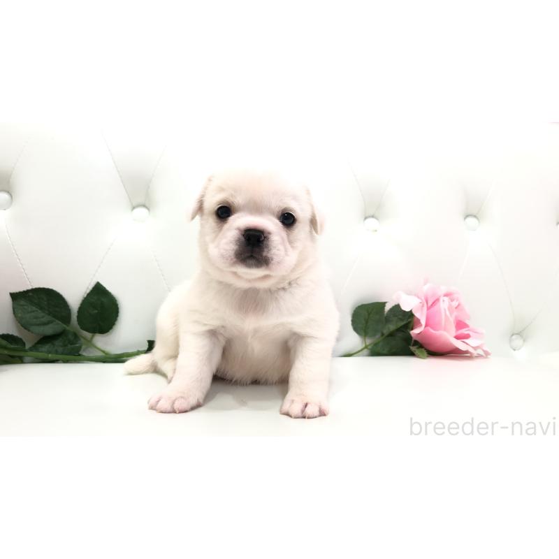 成約済の埼玉県のミックス犬-402095の15枚目