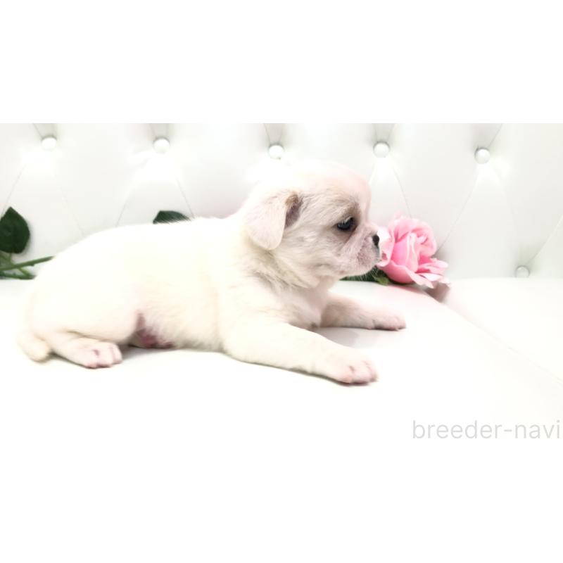 成約済の埼玉県のミックス犬-402095の14枚目