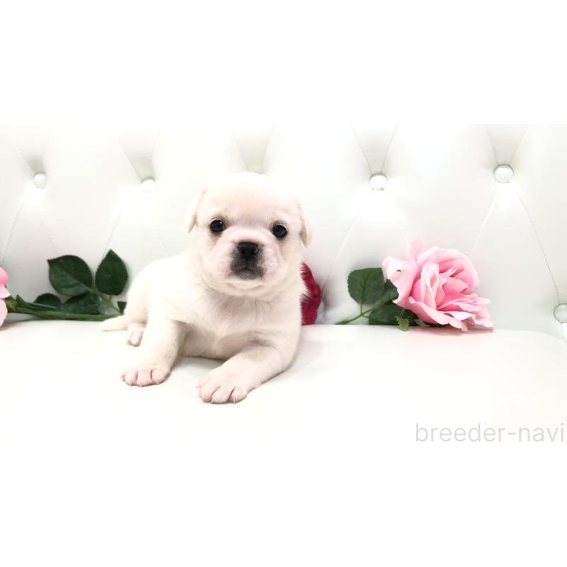 成約済の埼玉県のミックス犬-402095の13枚目