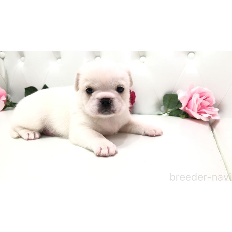 成約済の埼玉県のミックス犬-402095の12枚目