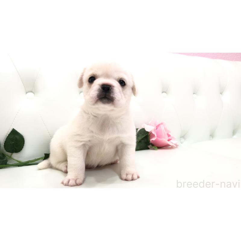 成約済の埼玉県のミックス犬-402095の11枚目