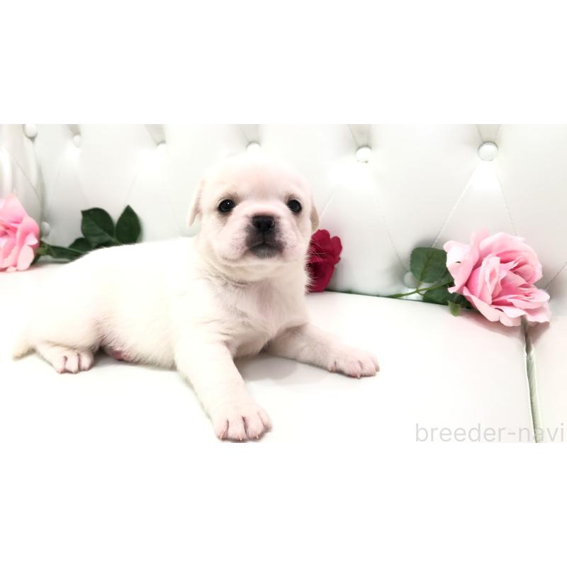 成約済の埼玉県のミックス犬-402095の10枚目