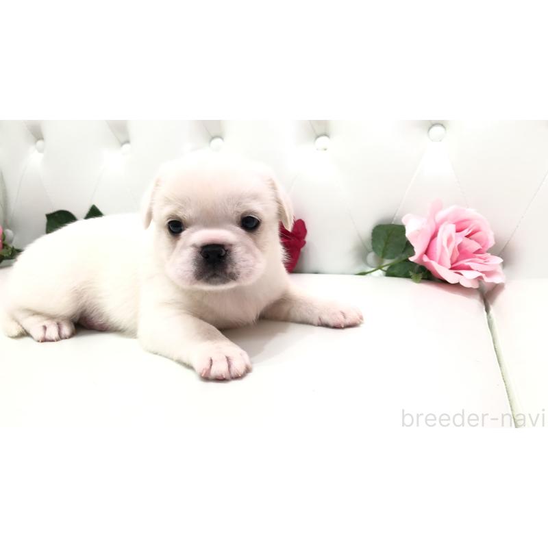 成約済の埼玉県のミックス犬-402095の9枚目