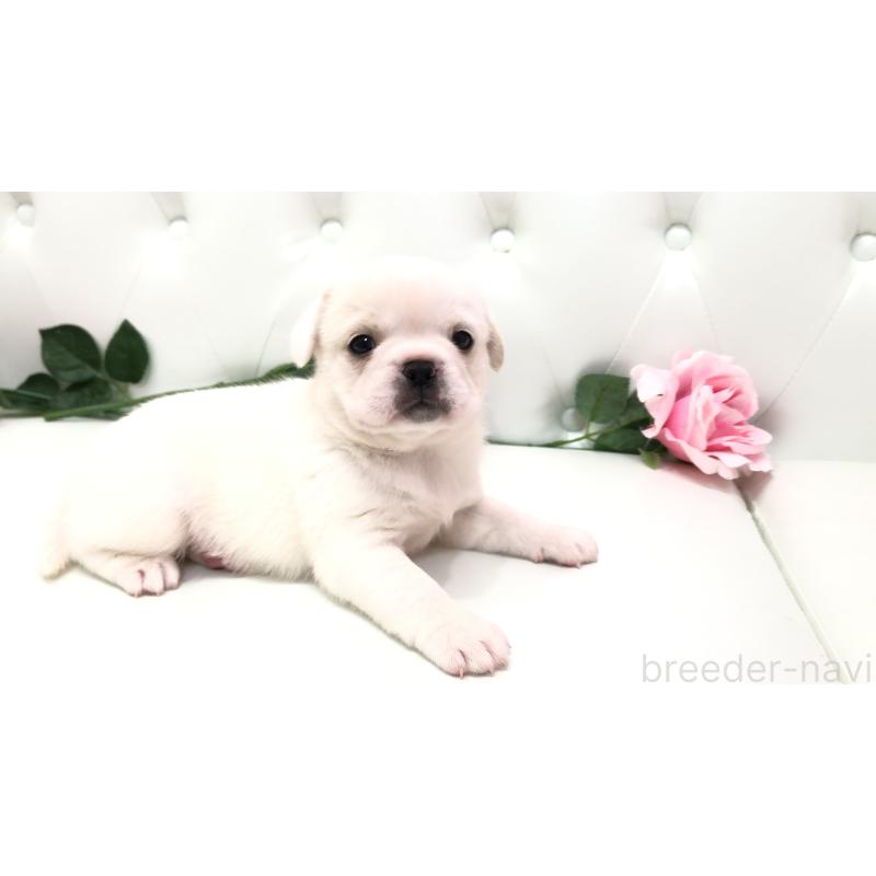 成約済の埼玉県のミックス犬-402095の8枚目