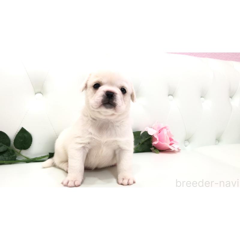 成約済の埼玉県のミックス犬-402095の7枚目