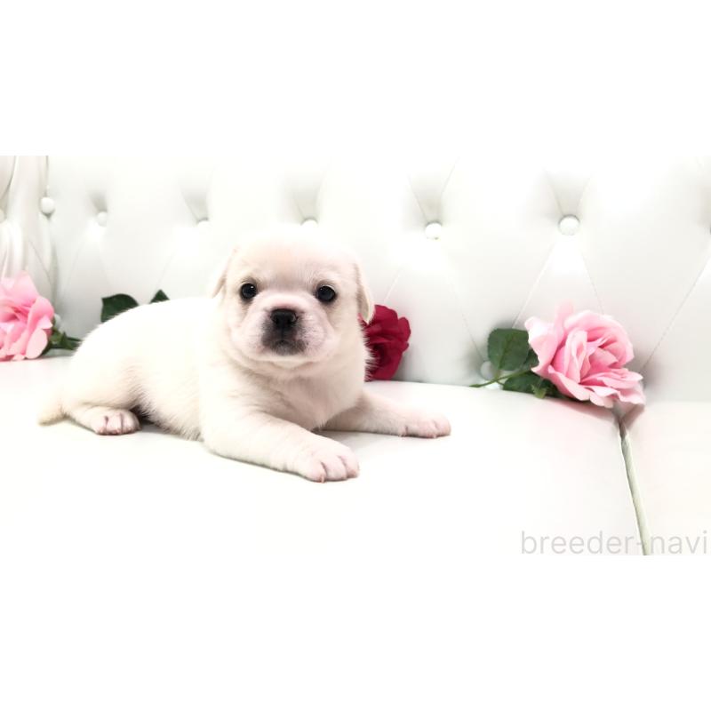 成約済の埼玉県のミックス犬-402095の6枚目