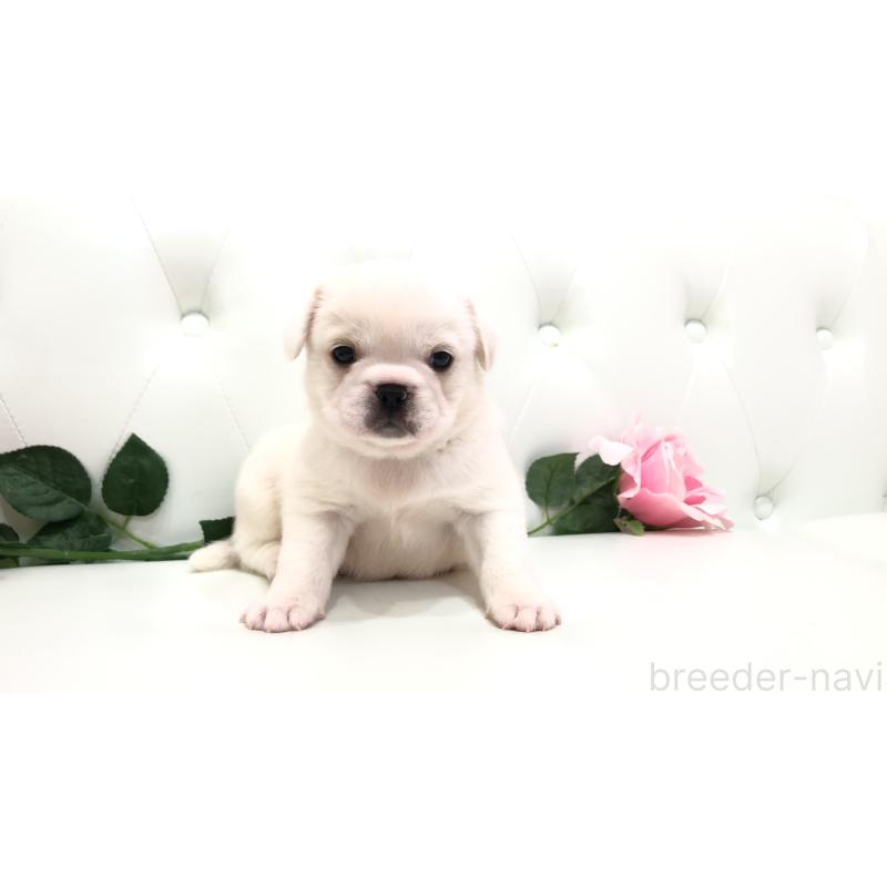 成約済の埼玉県のミックス犬-402095の5枚目