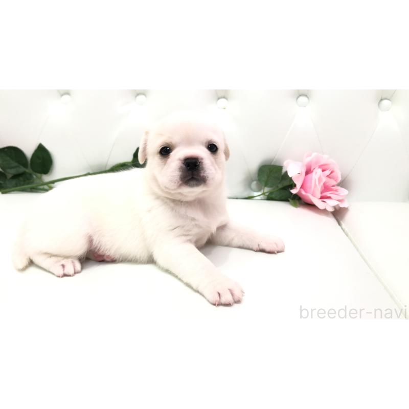 成約済の埼玉県のミックス犬-402095の4枚目