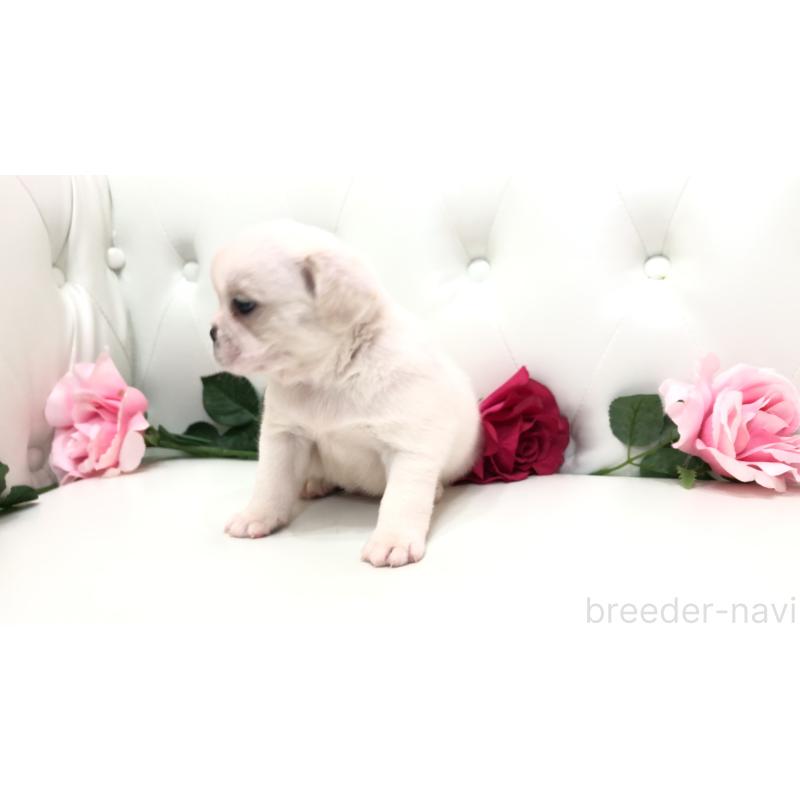 成約済の埼玉県のミックス犬-402095の3枚目