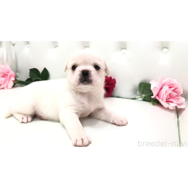 成約済の埼玉県のミックス犬-402095の2枚目