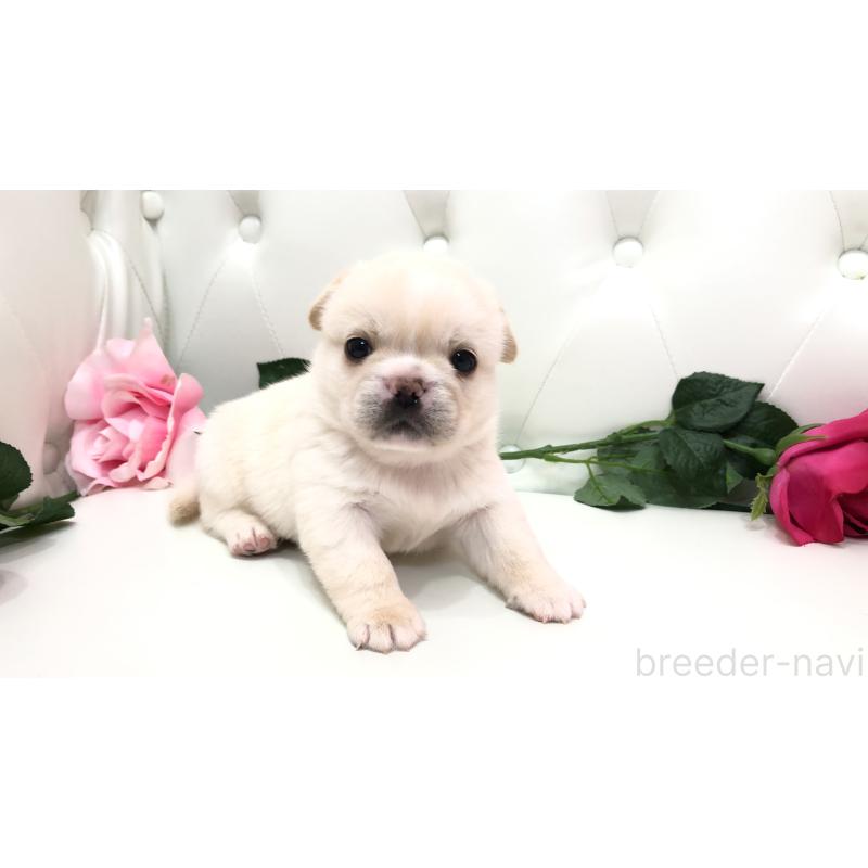 成約済の埼玉県のミックス犬-402098の15枚目