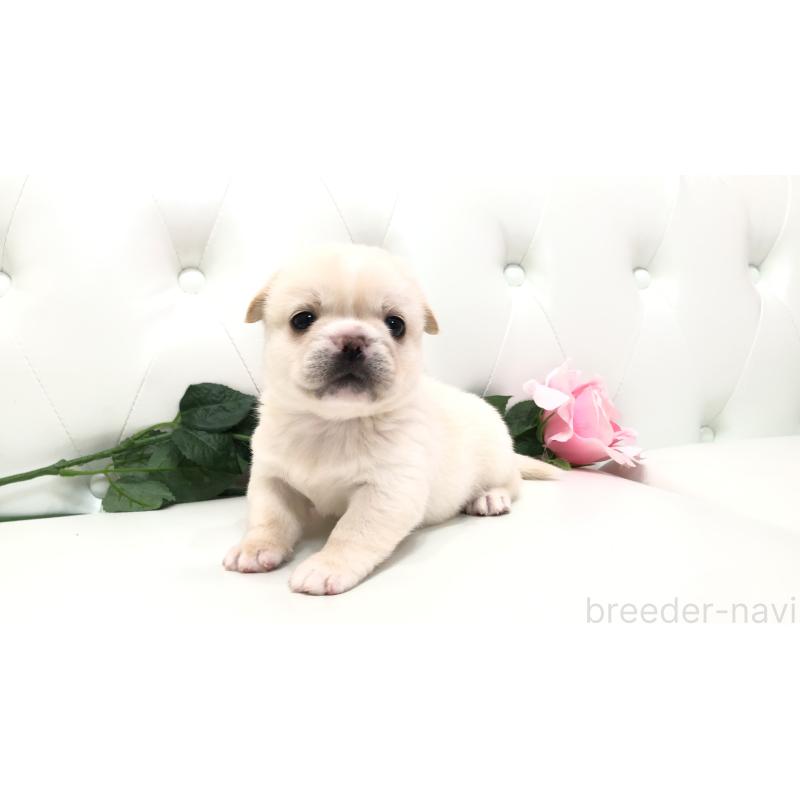 成約済の埼玉県のミックス犬-402098の14枚目