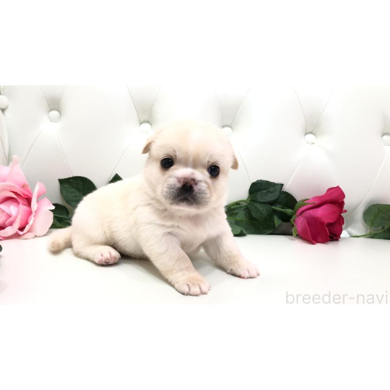 成約済の埼玉県のミックス犬-402098の13枚目