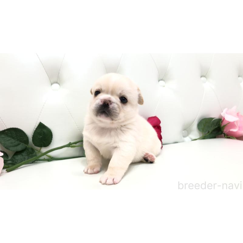 成約済の埼玉県のミックス犬-402098の12枚目