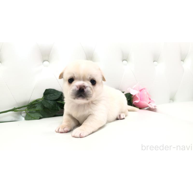 成約済の埼玉県のミックス犬-402098の11枚目