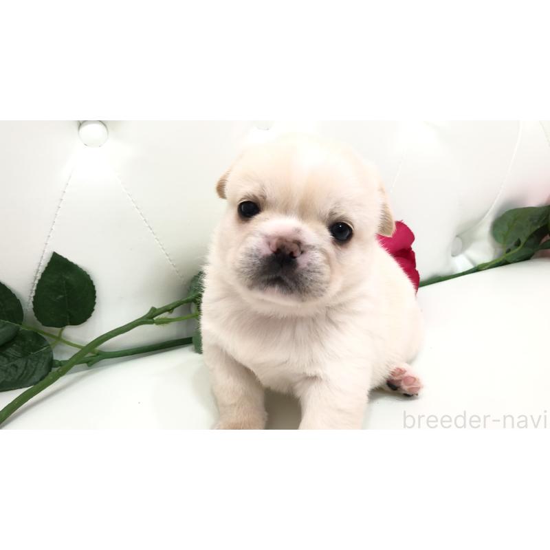 成約済の埼玉県のミックス犬-402098の10枚目