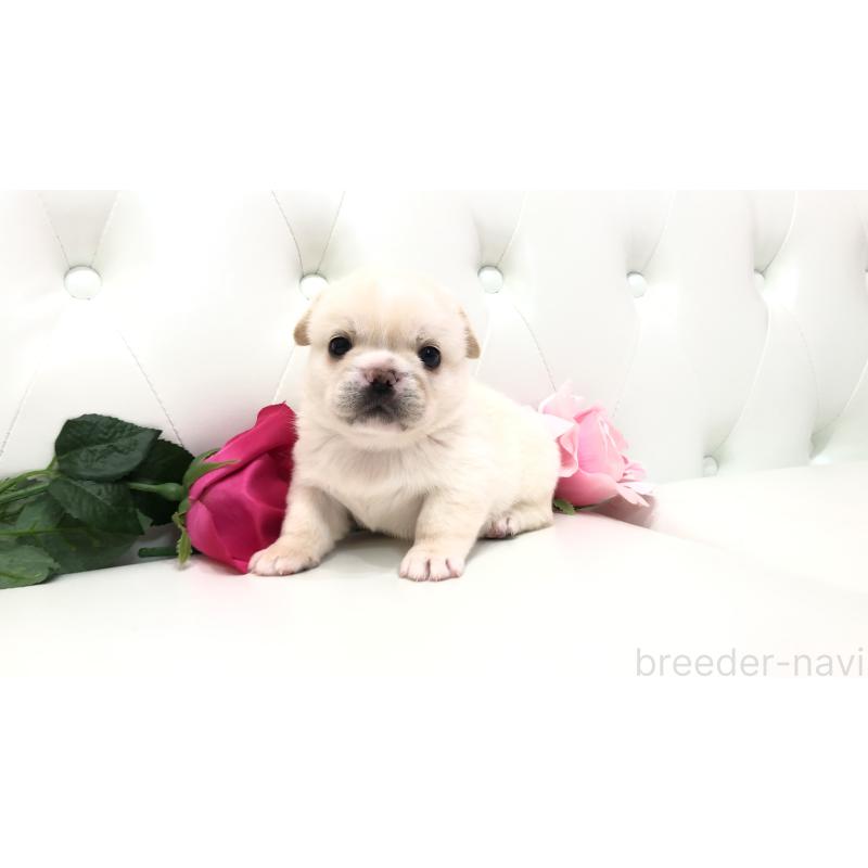 成約済の埼玉県のミックス犬-402098の9枚目