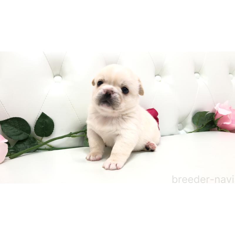 成約済の埼玉県のミックス犬-402098の8枚目