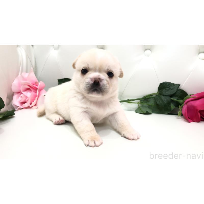 成約済の埼玉県のミックス犬-402098の7枚目