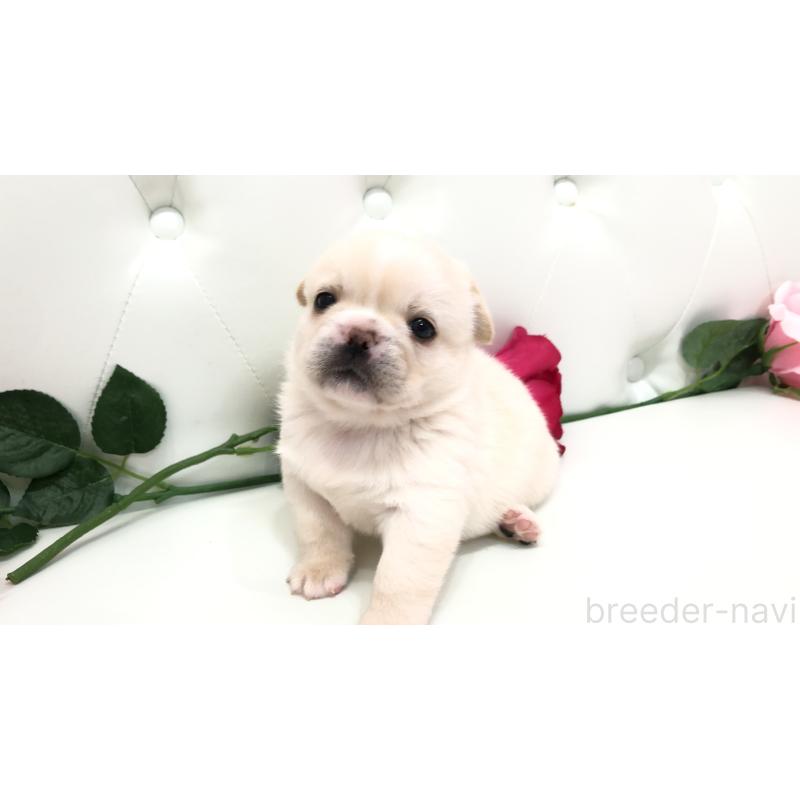 成約済の埼玉県のミックス犬-402098の6枚目