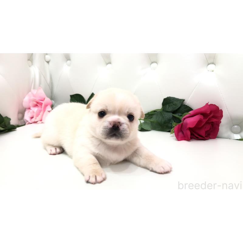 成約済の埼玉県のミックス犬-402098の5枚目