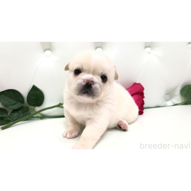 成約済の埼玉県のミックス犬-402098の4枚目