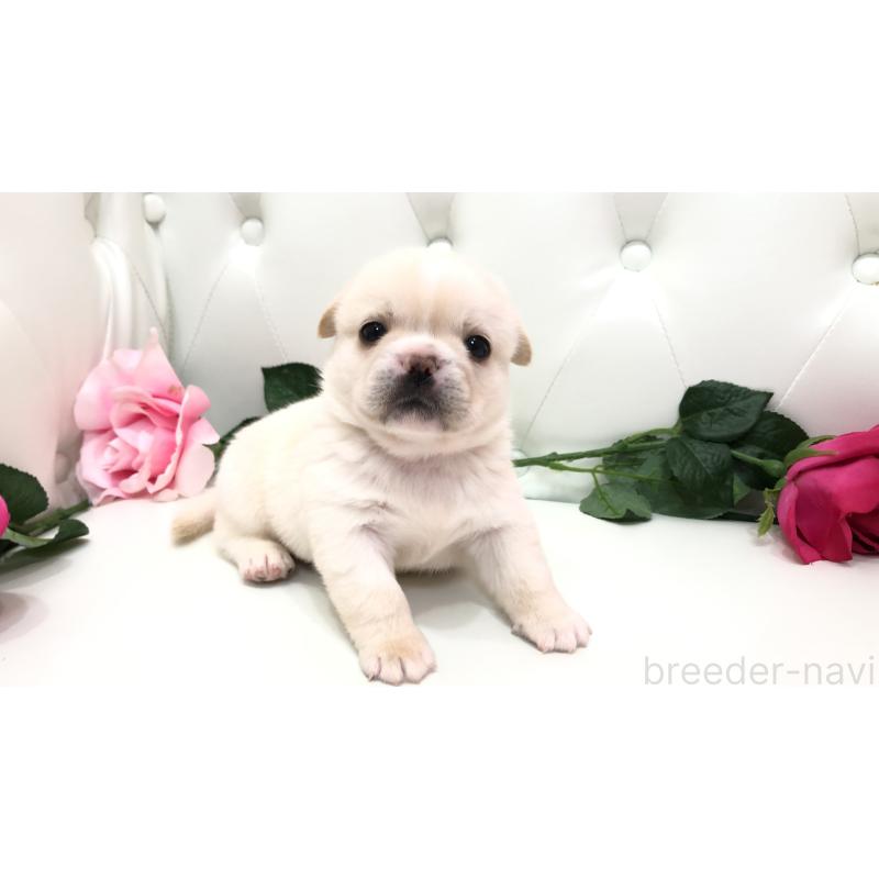 成約済の埼玉県のミックス犬-402098の3枚目