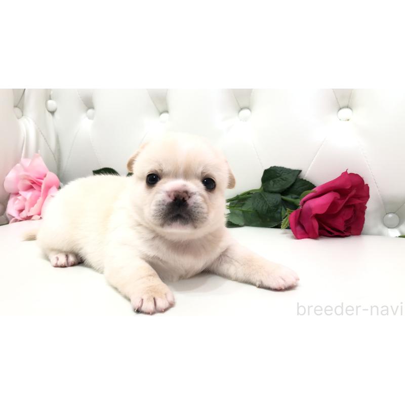 成約済の埼玉県のミックス犬-402098の2枚目